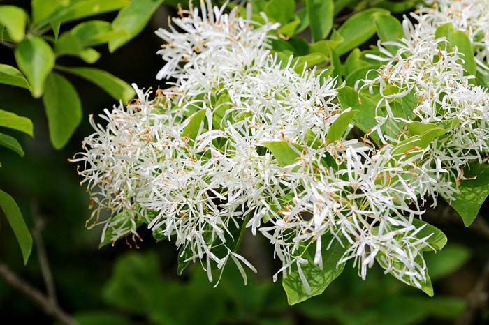 American Fringe Tree #bloomingtrees #summertrees #decorhomeideas