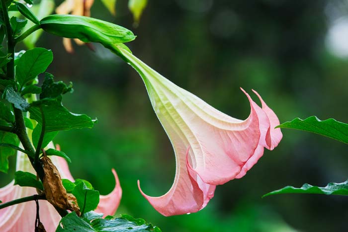 Angel's Trumpet ( Brugmansia ) #floweringplants #biggestblooms #decorhomeideas