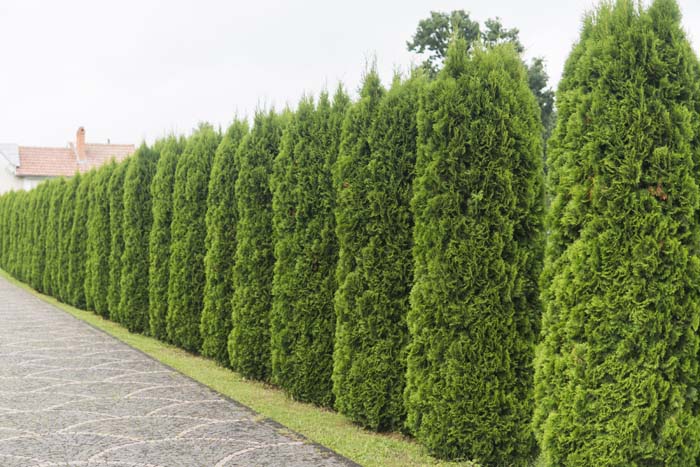 Arborvitae #privacyfence #plants #decorhomeideas