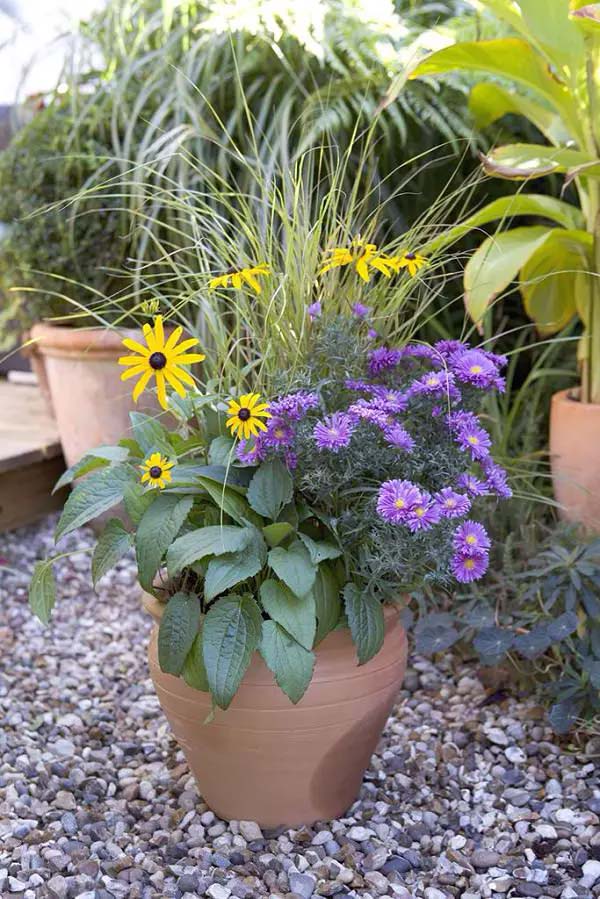 Aster-To-Grow-In-Container #blueflowers #gardencontainers #decorhomeideas