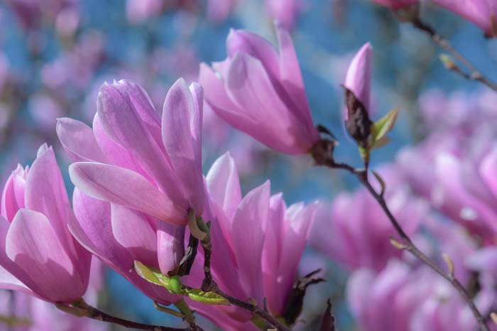 Atlas Magnolia ( Magnolia Atlas ) #floweringplants #biggestblooms #decorhomeideas