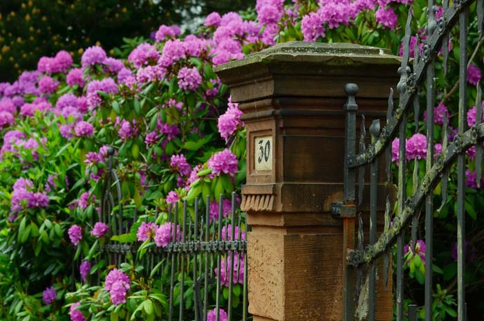 Azalea #privacyfence #plants #decorhomeideas