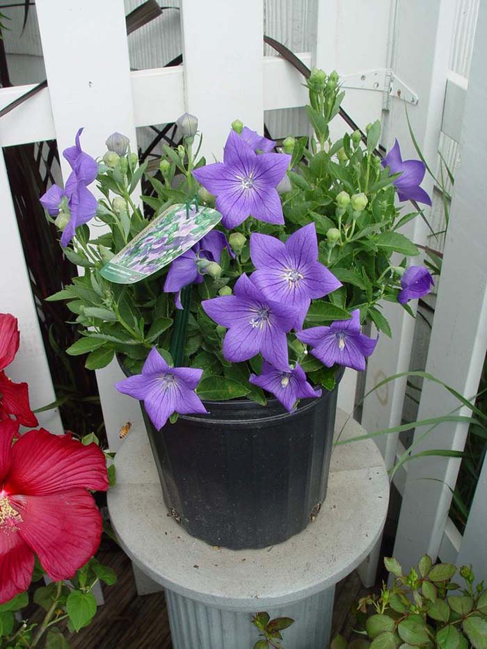 Balloon Flower-To-Grow-In-Container #blueflowers #gardencontainers #decorhomeideas