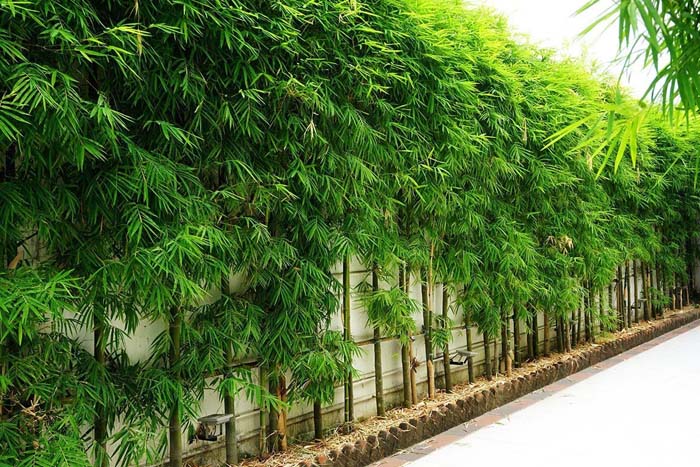 Bamboo #privacyfence #plants #decorhomeideas