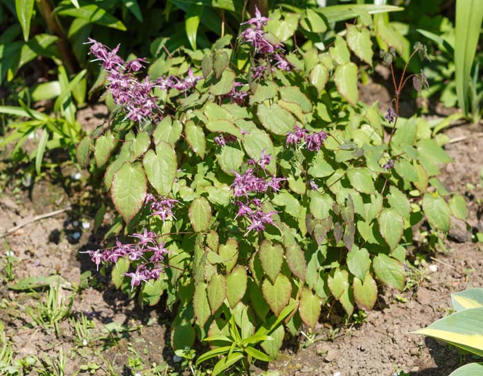 Barrenwort #groundcoverforshade #plants #flowers #decorhomeideas