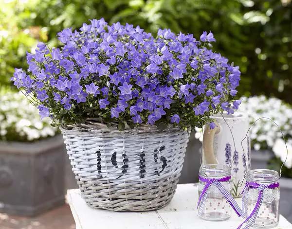 Bellflower-To-Grow-In-Container #blueflowers #gardencontainers #decorhomeideas