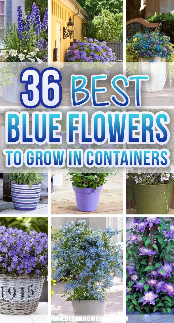 Best Blue Flowers To Grow In Containers. If you are in love with blue flowers, but not sure where to start, we have selected the best blue flowers to grow in containers. #decorhomeideas