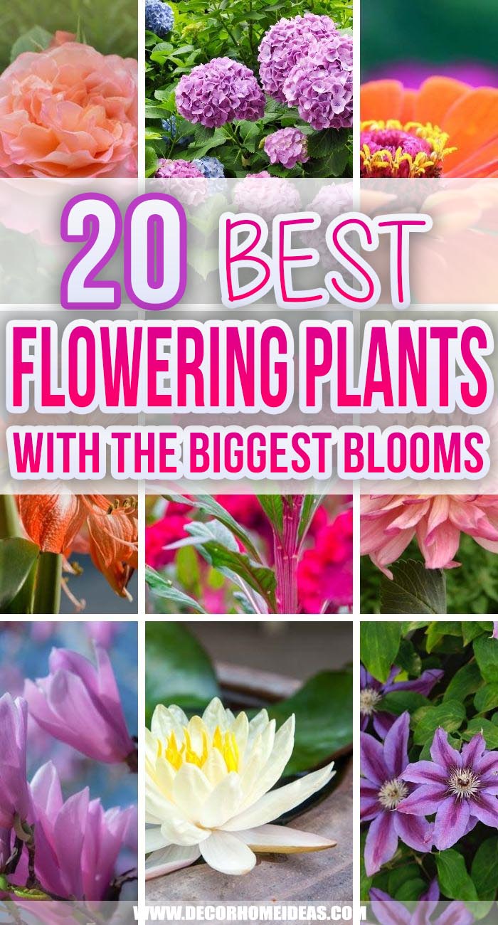 Best Flowering Plants With Biggest Blooms. These are some appealing giant flowers you can grow in your landscape, which will create a dramatic landscape statement as well as quickly fill up flower vases with cut flowers. #decorhomeideas