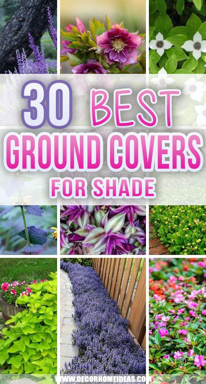 Best Ground Covers For Shade. Planting under a shady spot in your garden can be tough, but these 30 ground covers for shade stand the test of time and shadow! Get some ideas on what to grow in these tricky locations. #decorhomeideas