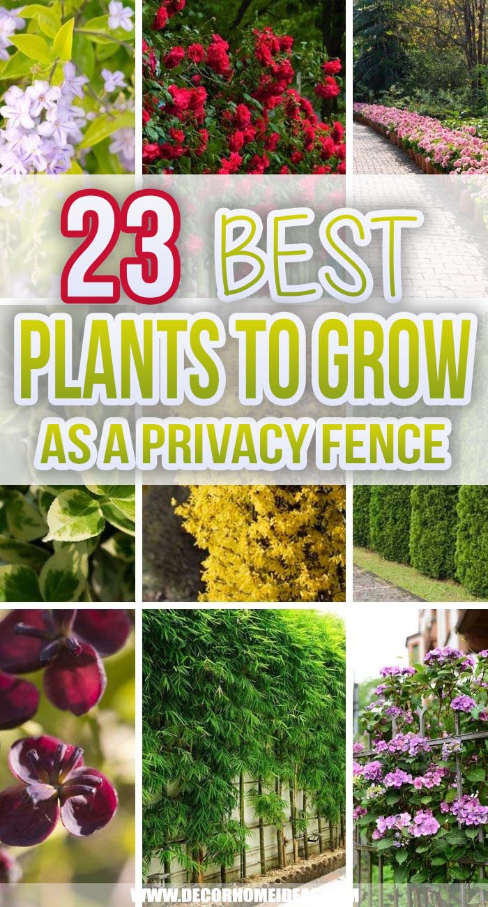 Best Plants You Can Grow As Privacy Fence. Grow your own privacy fence with these gorgeous plants that will also add a natural look to your fencing. Add some lush green to your garden border. #decorhomeideas