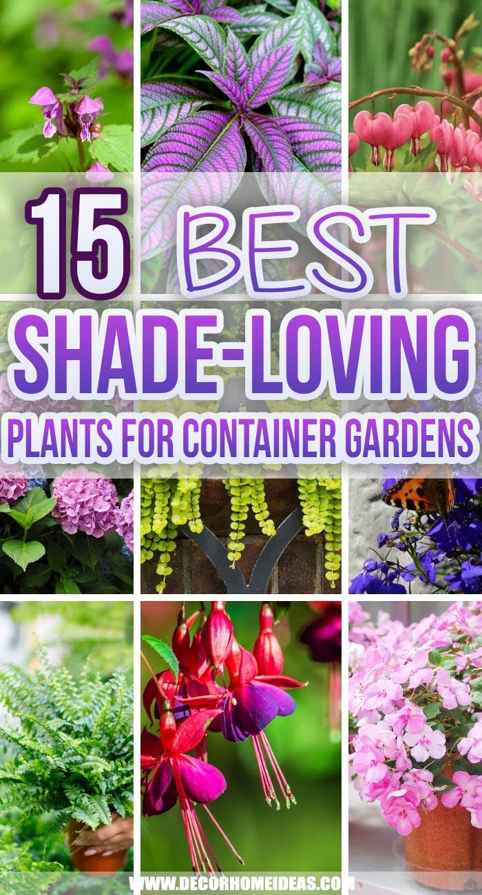 Best Shade Loving Plants Container Garden. Both annual and perennial plants can work in containers. These plants can thrive in container gardens in shady areas of your garden, backyard, porch or patio. #decorhomeideas