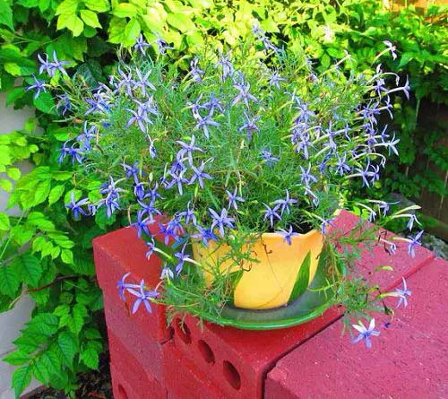 Beth's Blue-To-Grow-In-Container #blueflowers #gardencontainers #decorhomeideas