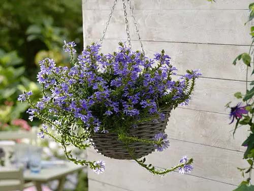 Blue Fan Flower-To-Grow-In-Container #blueflowers #gardencontainers #decorhomeideas