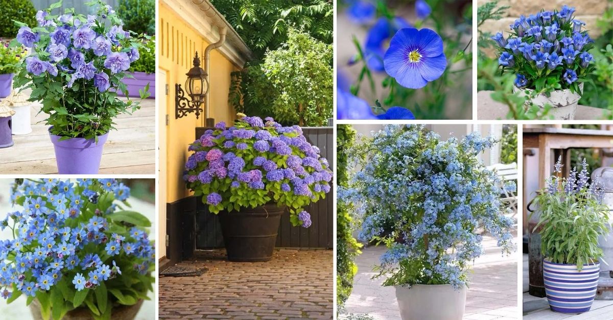 Blue Flowers To Grow In Containers