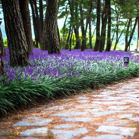 Blue Lily Turf #groundcoverforshade #plants #flowers #decorhomeideas