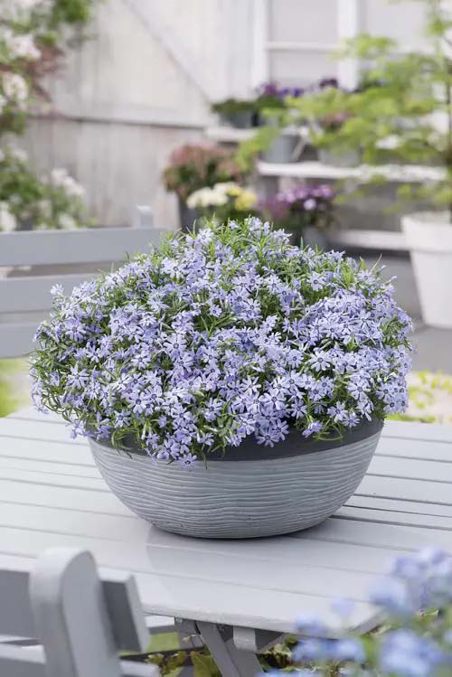 Blue Phlox-To-Grow-In-Container #blueflowers #gardencontainers #decorhomeideas