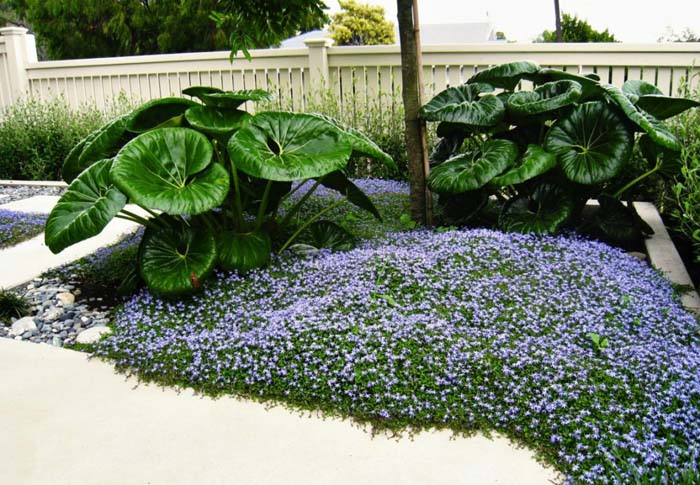 Blue Star Creeper #groundcoverforshade #plants #flowers #decorhomeideas