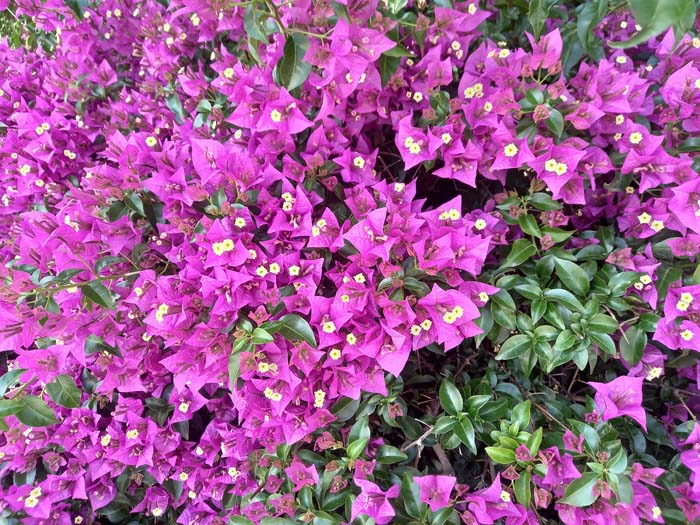 Bougainvillea #privacyfence #plants #decorhomeideas