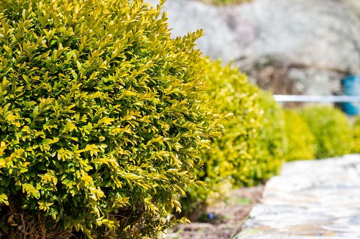 Boxwood #privacyfence #plants #decorhomeideas