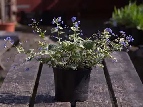 Brunnera-To-Grow-In-Container #blueflowers #gardencontainers #decorhomeideas