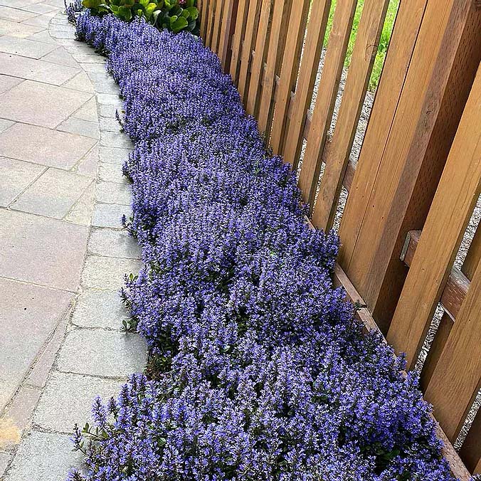 Bugleweed #groundcoverforshade #plants #flowers #decorhomeideas