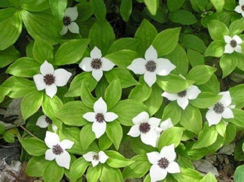 Bunchberry #groundcoverforshade #plants #flowers #decorhomeideas