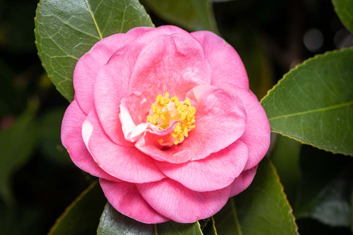 Camellia (Camellia spp.) #floweringplants #biggestblooms #decorhomeideas