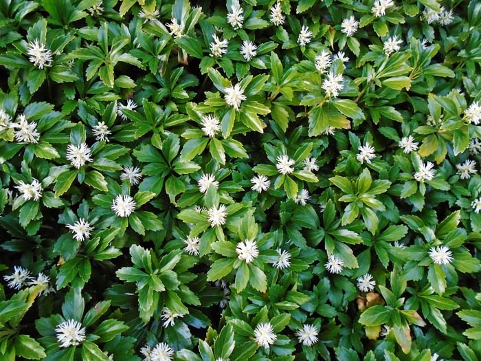 Carpet Box #groundcoverforshade #plants #flowers #decorhomeideas