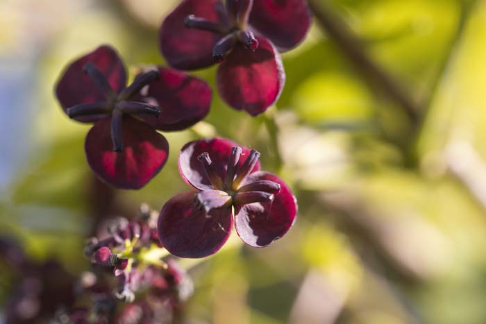 Chocolate Vine #privacyfence #plants #decorhomeideas