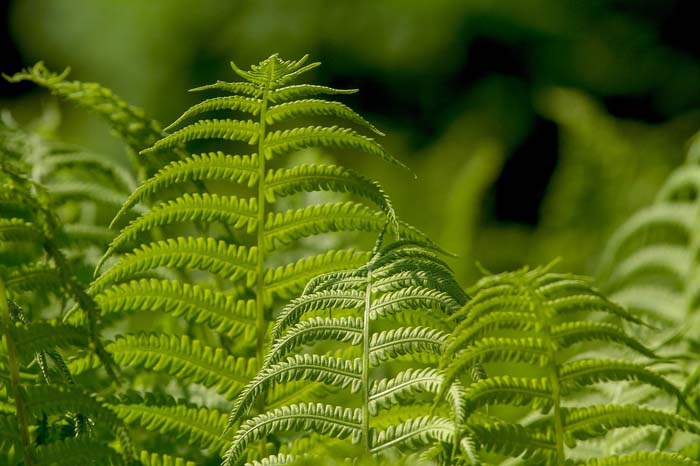 Christmas Ferns #groundcoverforshade #plants #flowers #decorhomeideas