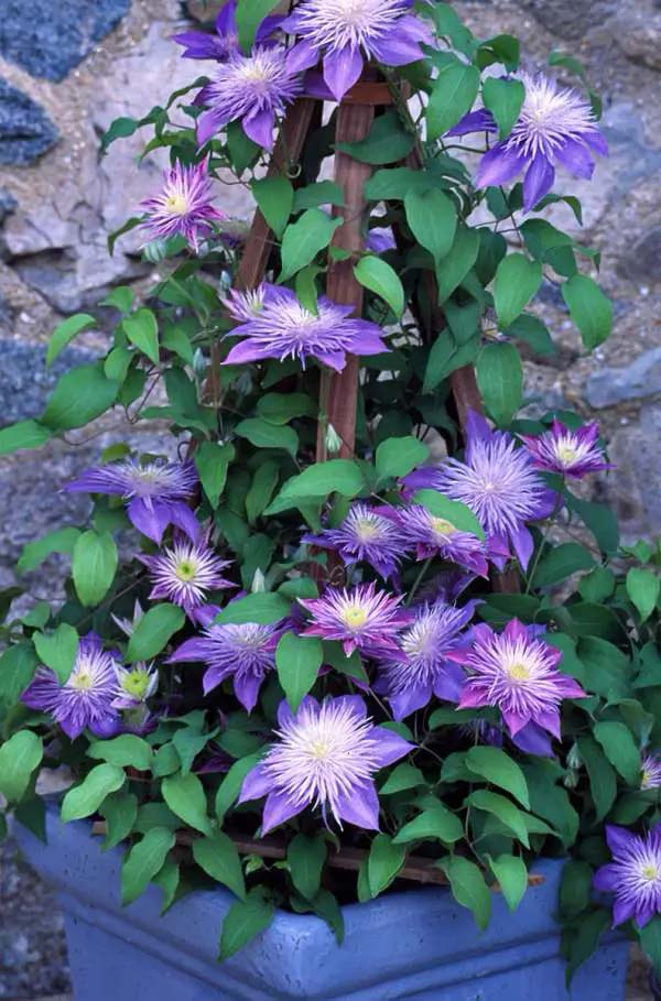 Clematis-To-Grow-In-Container #blueflowers #gardencontainers #decorhomeideas