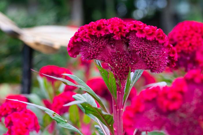 Cockscomb (Celosia argentea var. cristata) #floweringplants #biggestblooms #decorhomeideas