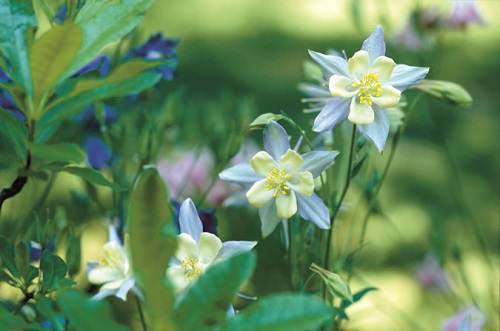 Columbine-To-Grow-In-Container #blueflowers #gardencontainers #decorhomeideas