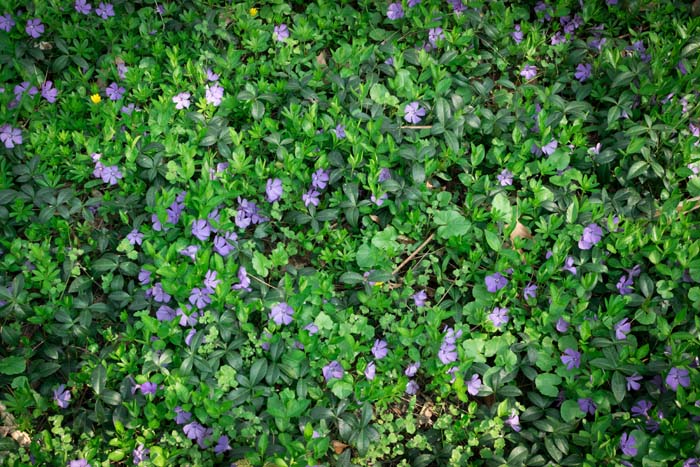 Common Periwinkle #groundcoverforshade #plants #flowers #decorhomeideas