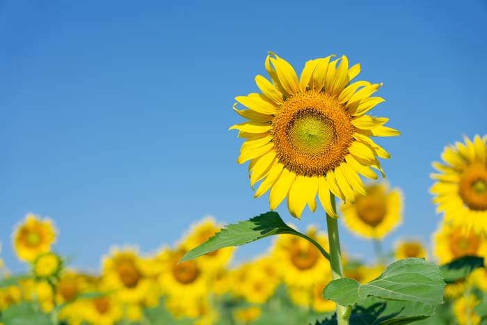 Common Sunflower (Helianthus annuus) #floweringplants #biggestblooms #decorhomeideas