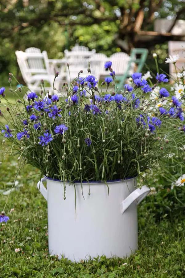 Cornflower (Bachelor's Button)-To-Grow-In-Container #blueflowers #gardencontainers #decorhomeideas