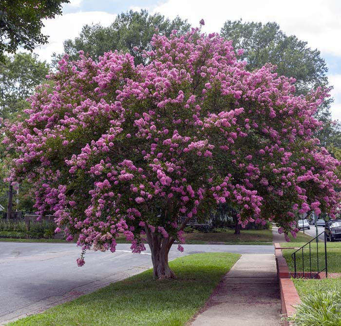 Crape Myrtle #bloomingtrees #summertrees #decorhomeideas