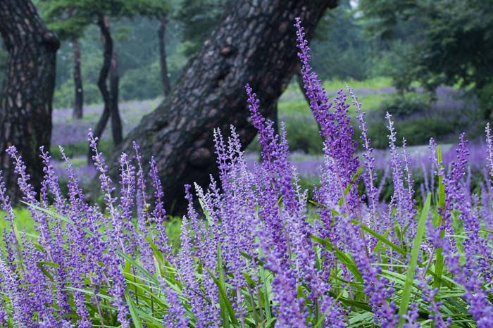 Creeping Liriope #groundcoverforshade #plants #flowers #decorhomeideas