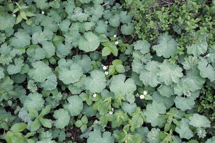 Creeping Saxifrage #groundcoverforshade #plants #flowers #decorhomeideas