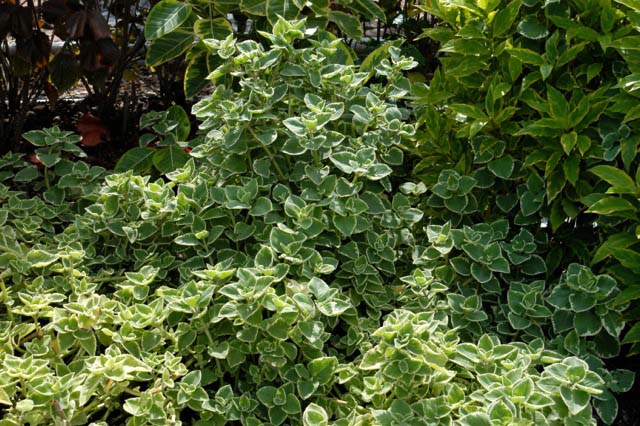 Cuban Oregano #groundcoverforshade #plants #flowers #decorhomeideas