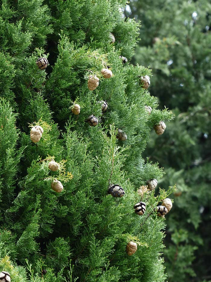 Cypress Trees #privacyfence #plants #decorhomeideas