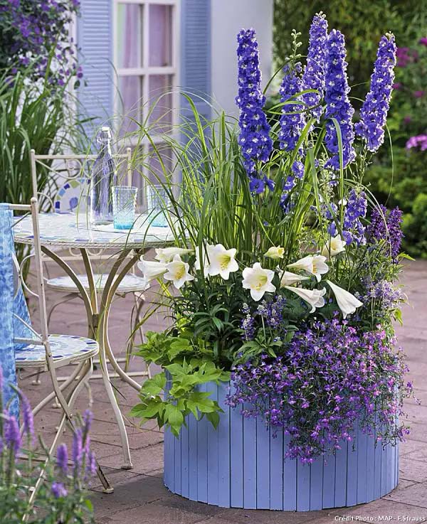 Delphinium-To-Grow-In-Container #blueflowers #gardencontainers #decorhomeideas