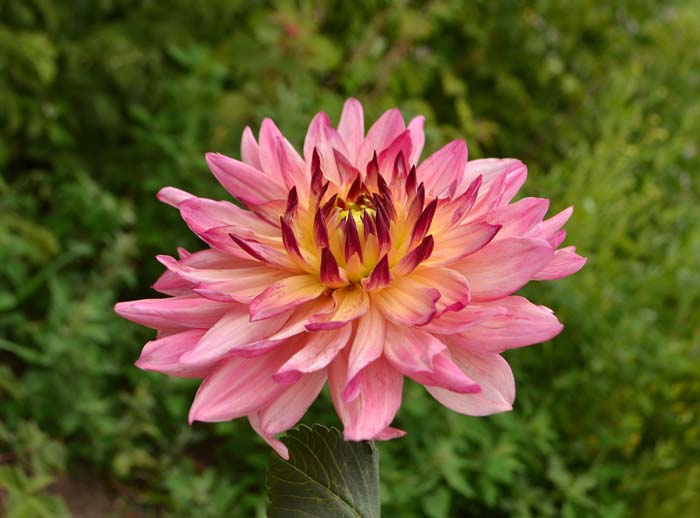 Dinner-plate Dahlia (Dahlia hybrids) #floweringplants #biggestblooms #decorhomeideas