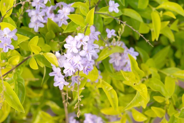 Duranta #privacyfence #plants #decorhomeideas