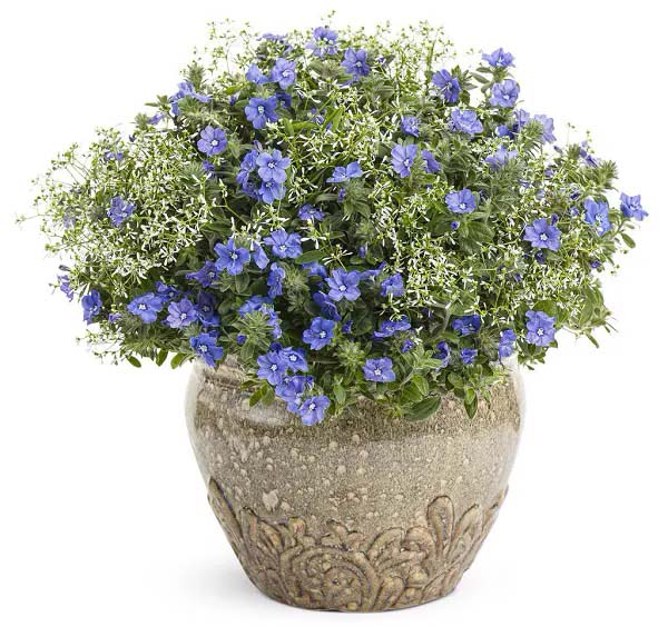 Dwarf Morning Glory-To-Grow-In-Container #blueflowers #gardencontainers #decorhomeideas