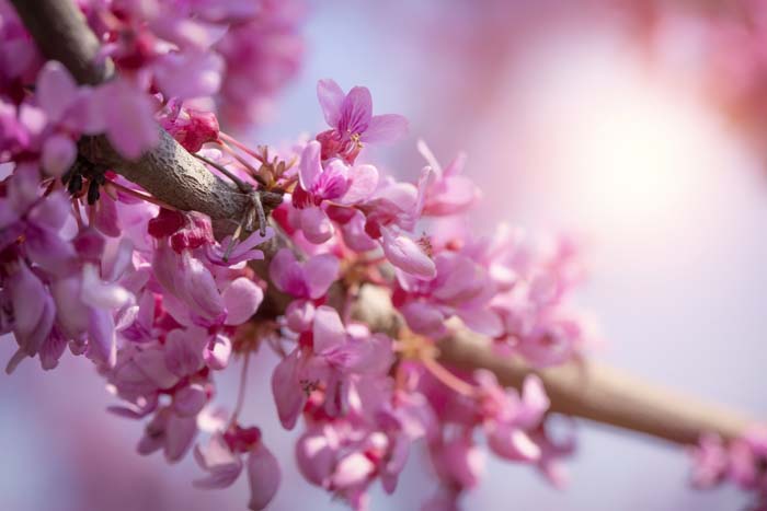 Eastern Redbud #bloomingtrees #summertrees #decorhomeideas