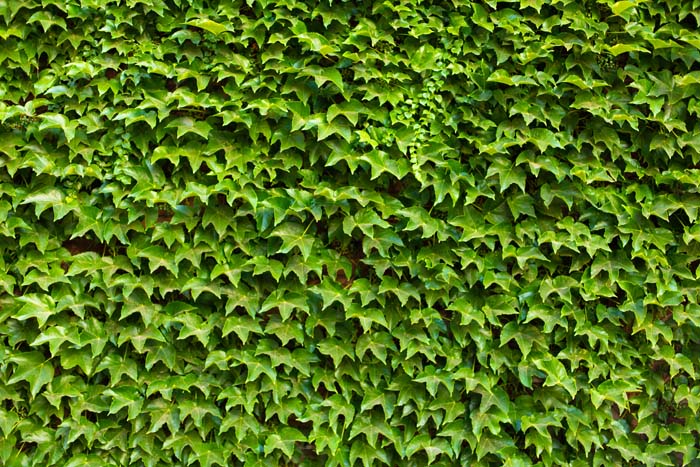 English Ivy #privacyfence #plants #decorhomeideas