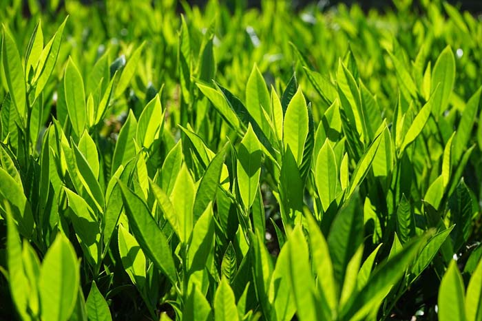 English Laurel #privacyfence #plants #decorhomeideas