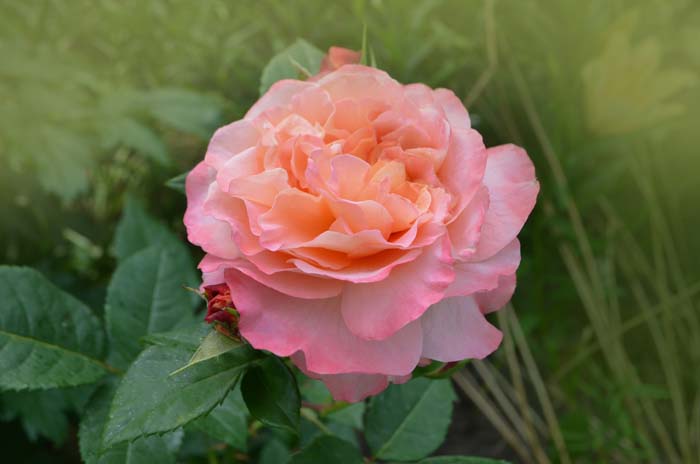 English Rose (Rosa hybrids) #floweringplants #biggestblooms #decorhomeideas