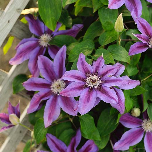 Fireworks Clematis ( Clematis Fireworks ) #floweringplants #biggestblooms #decorhomeideas